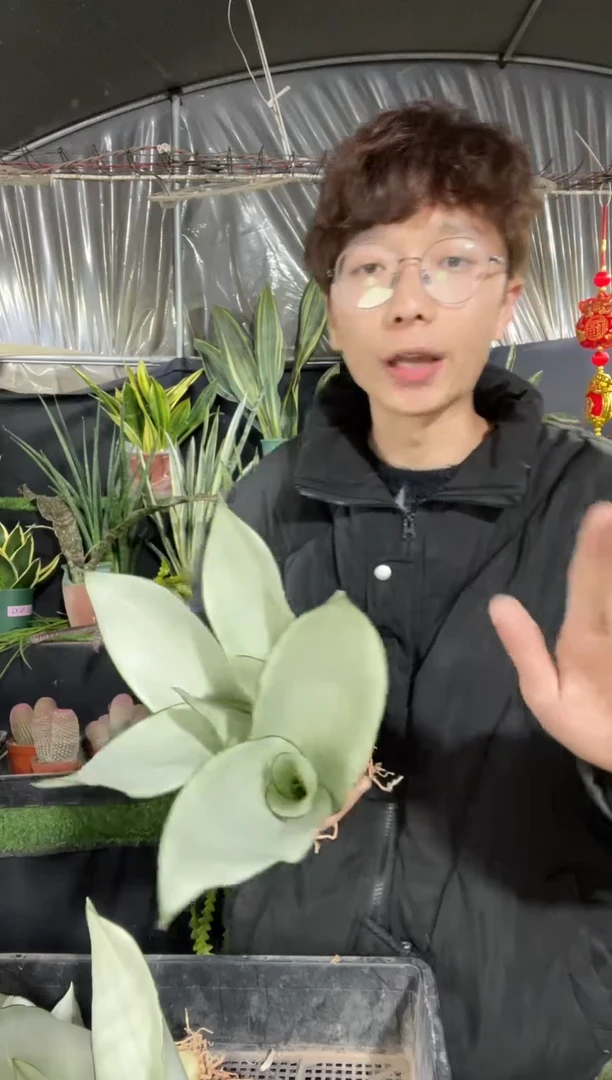 【闪购商品】白玉裸根3棵9.9