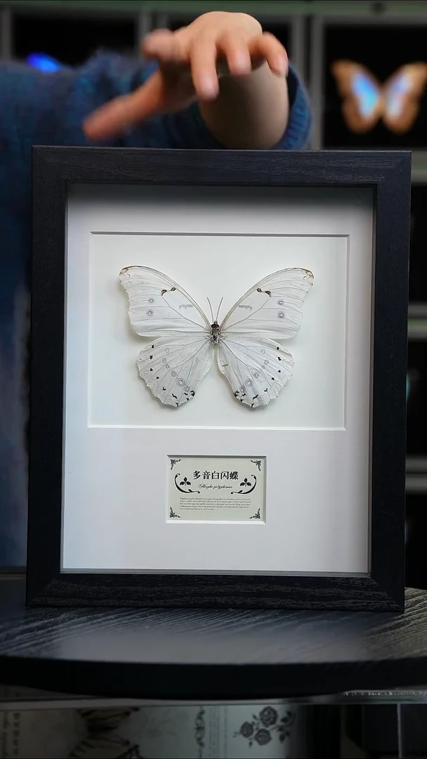 蝴蝶标本摆件竞拍H959