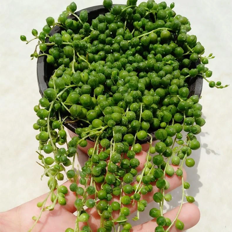 长款佛珠吊兰 紫玄月吊兰情人泪多肉植物佛珠多肉珍珠吊兰盆栽