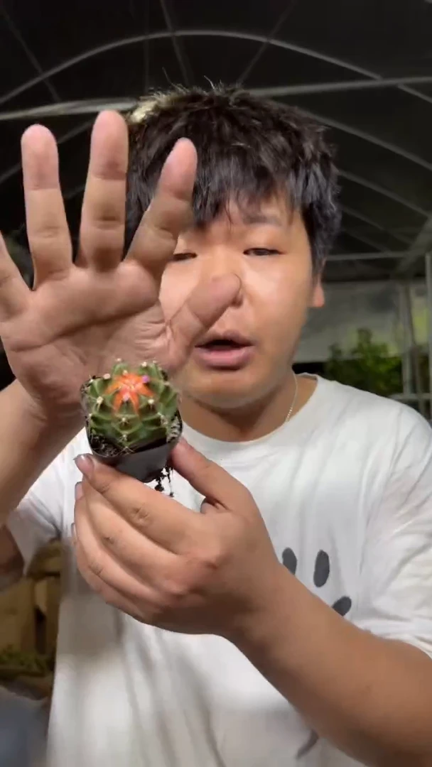 4颗 米哈牡丹锦【实生根】4-6cm