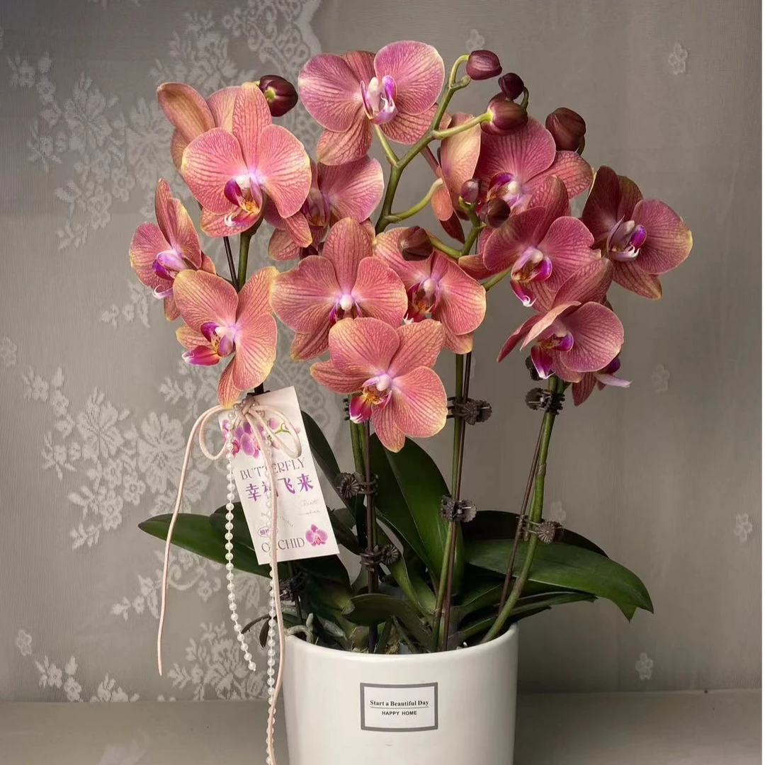 蝴蝶兰《美杜莎》单花剑 懒人花花 新手好养 广州源头基地直发