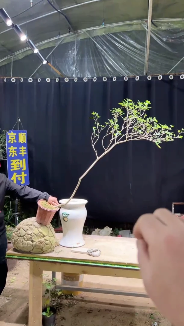 完全开放北*富海岛栀子花