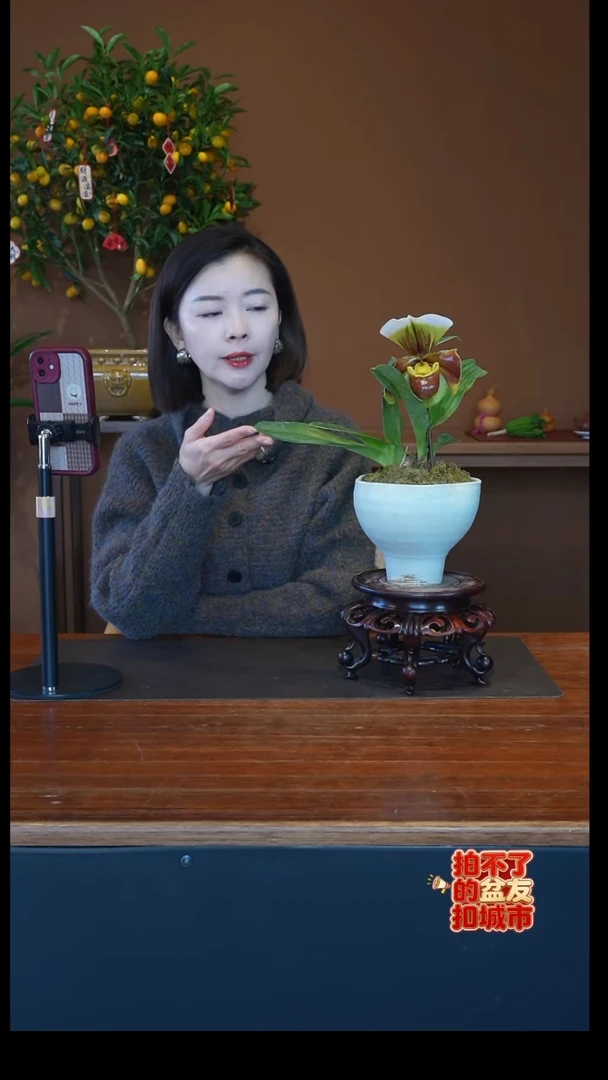 全部花朵绿肉饼白盆