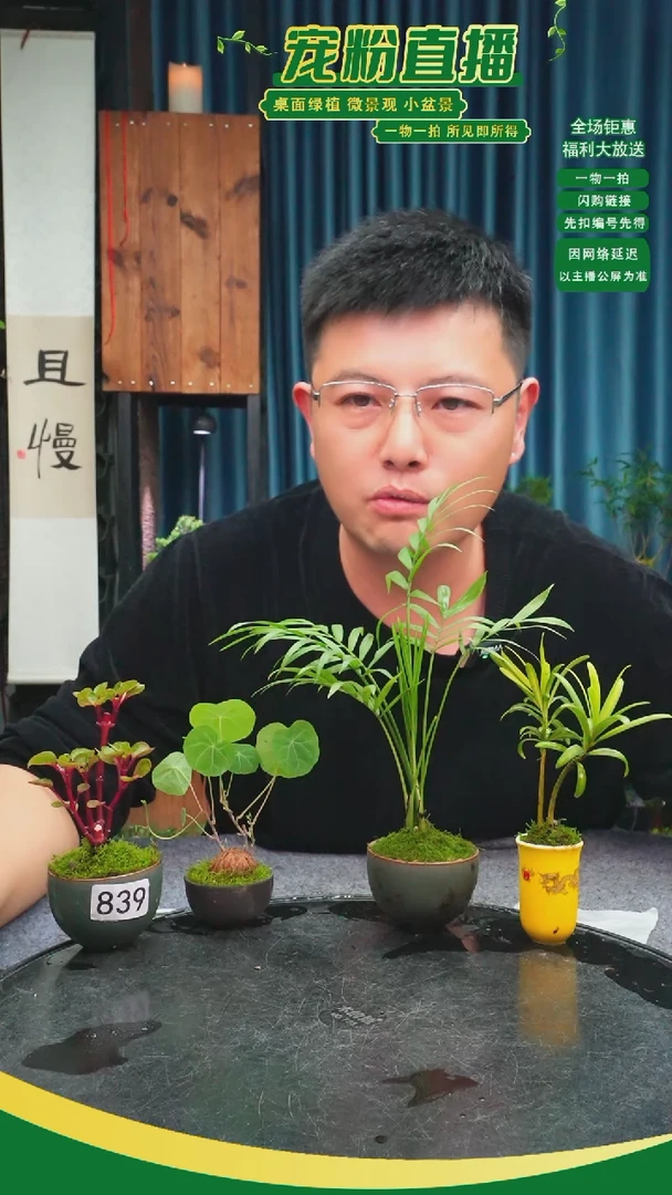 无花朵拉****米苔藓微景观839号