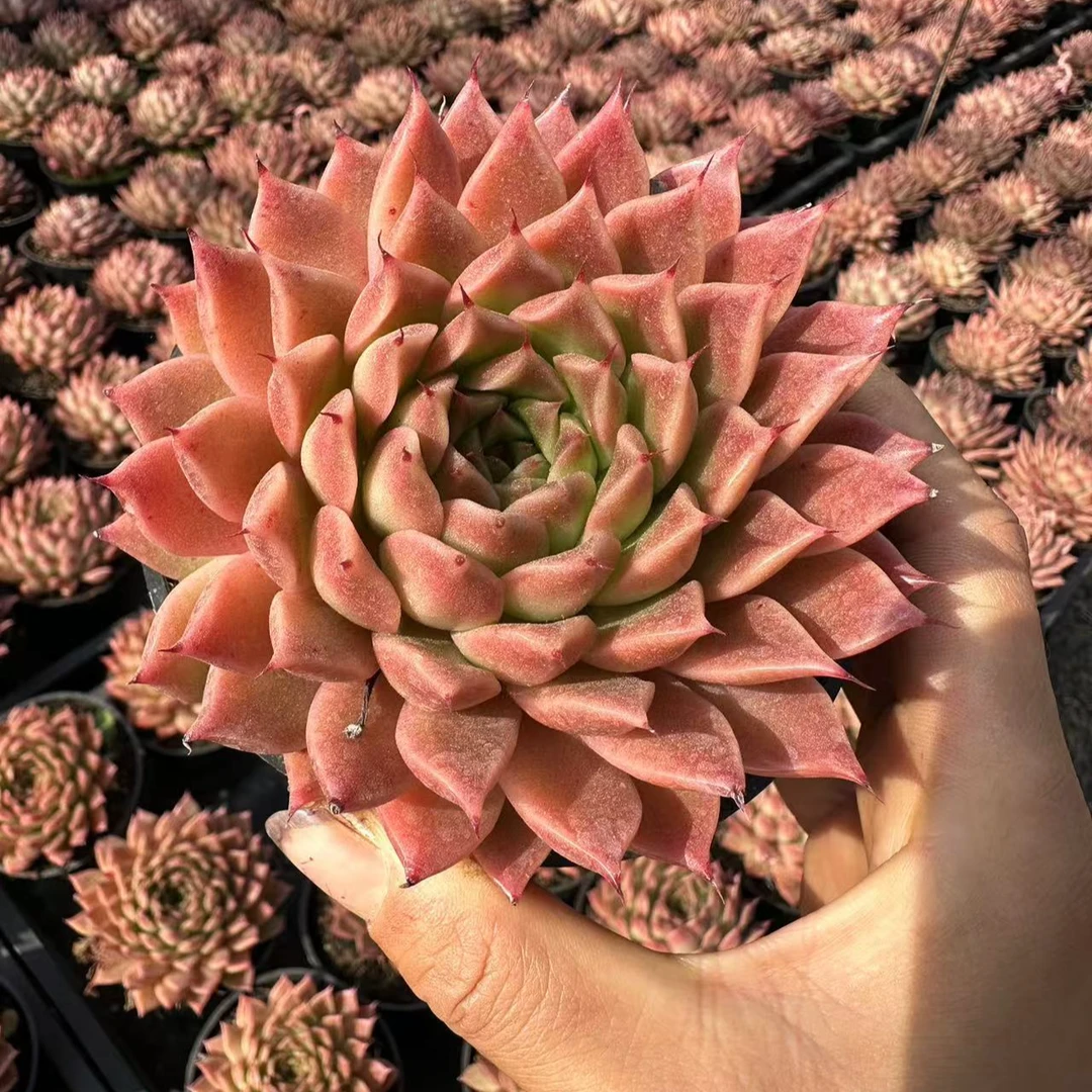 10#果冻河豚多肉植物     前男友精品多肉