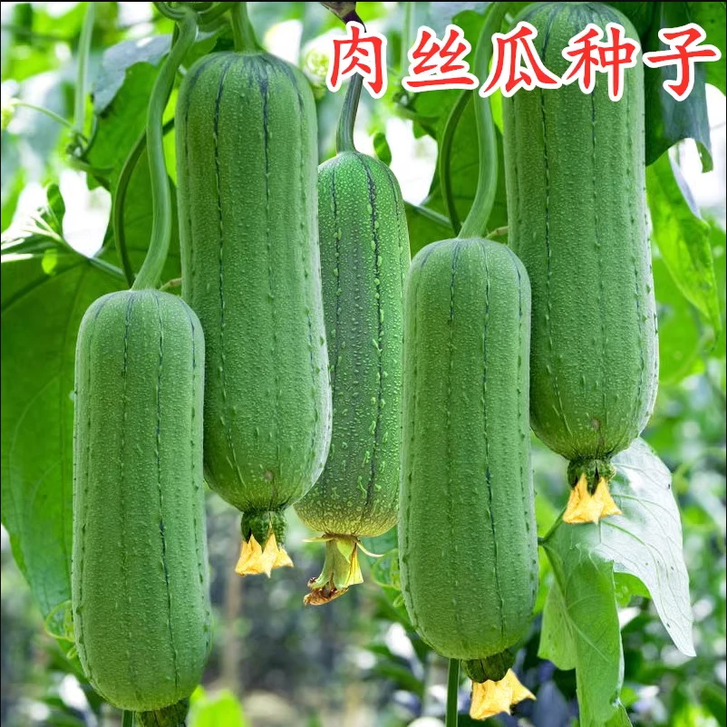 四季种植肉丝瓜种籽早熟香丝瓜种子春季农家正品庭院蔬菜蔬菜种子