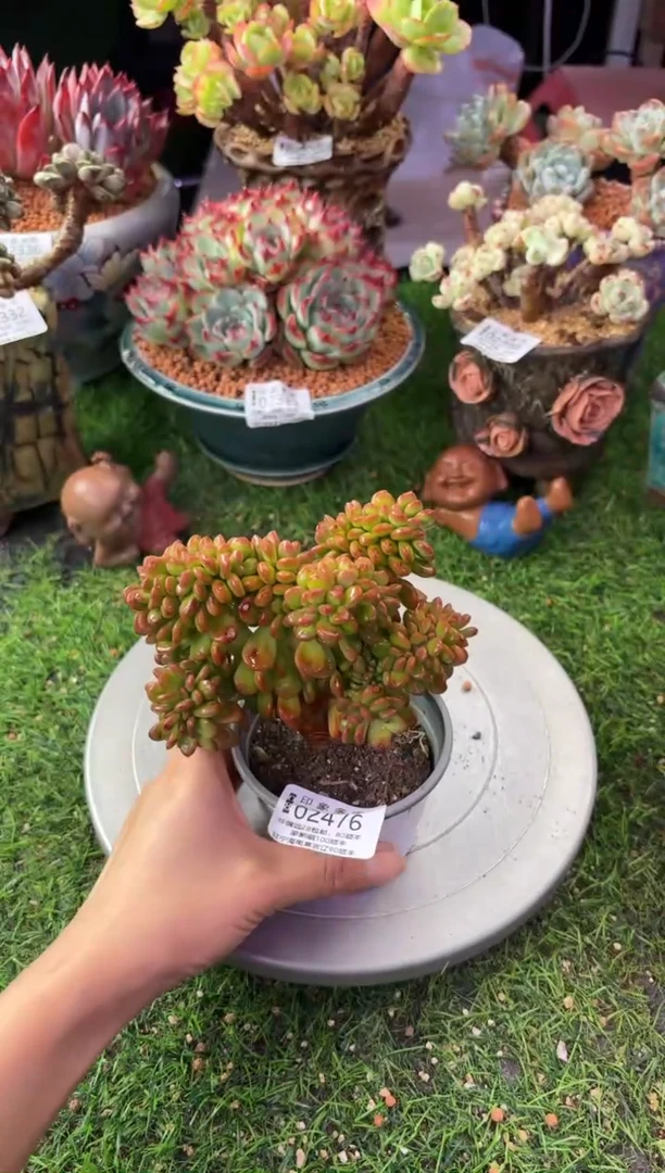昆明印象多肉02476