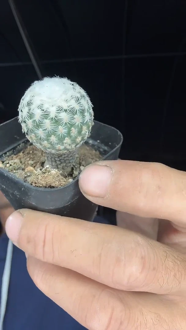 实生娇丽属高荣毛配货看图29.99