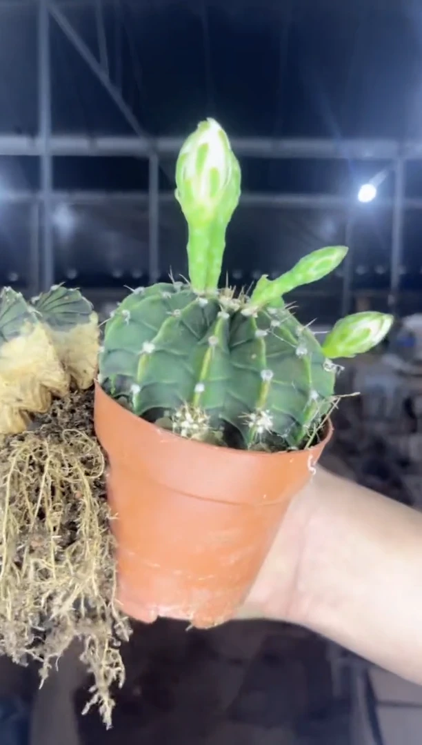 2颗 肋骨 牡丹【带花苞】6-8cm