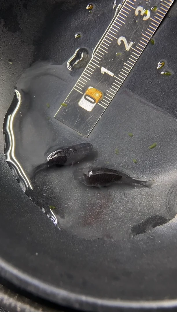 青鳉鱼9号大蛇球短2母