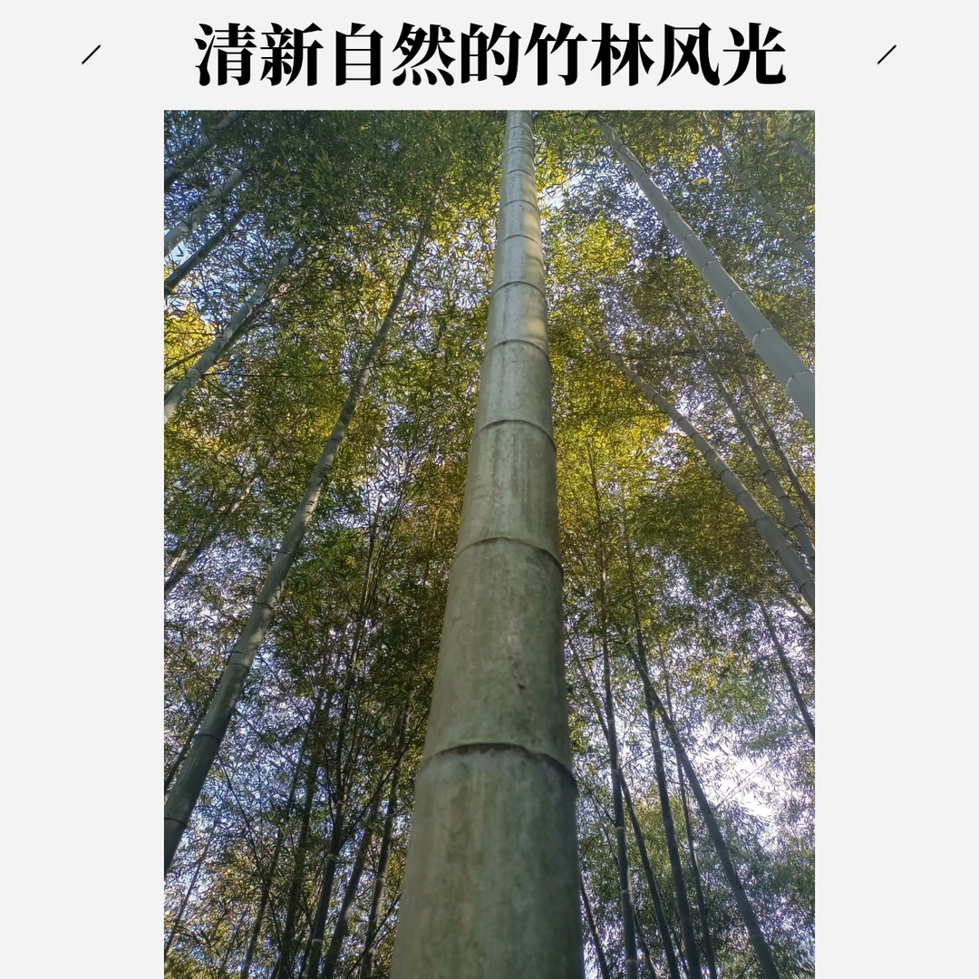 【产地现挖】大型巨龙竹苗地栽竹苗楠竹苗毛竹苗食用竹笋竹子根苗