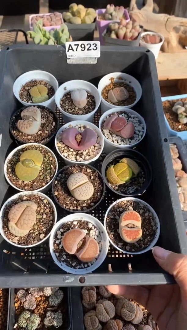 【闪购商品】7923直播一物一拍