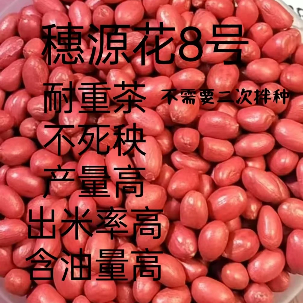 穗源花8号12斤不需要二次拌种留种三年不减产皮薄籽粒饱出米率高