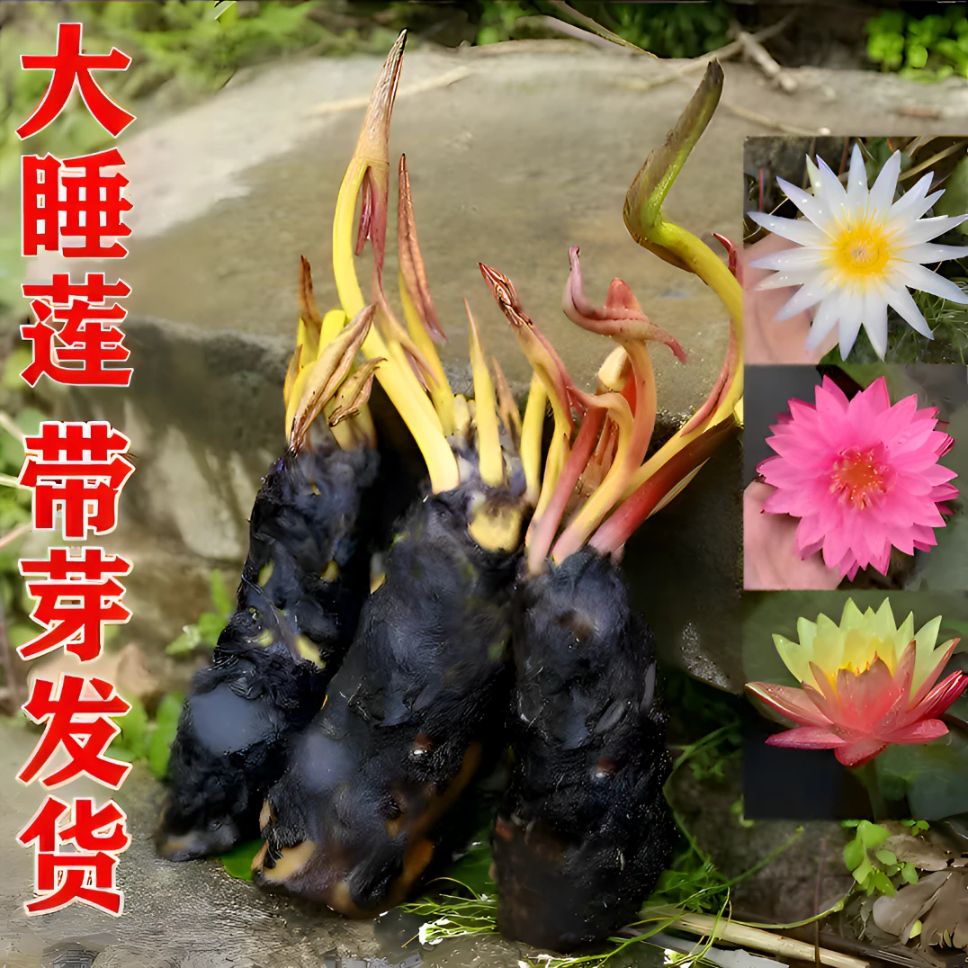 四季睡莲花池塘鱼缸耐寒耐热睡莲根块大花盆栽水培植物庭院