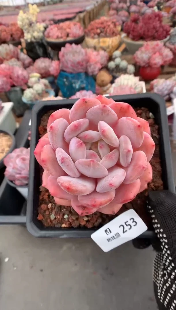 253星橙多肉植物一物一拍