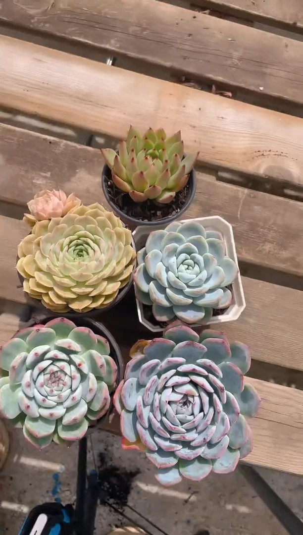 山鬼，昂斯诺，莎莎女王，吉娃莲，冰玉，脱土发货