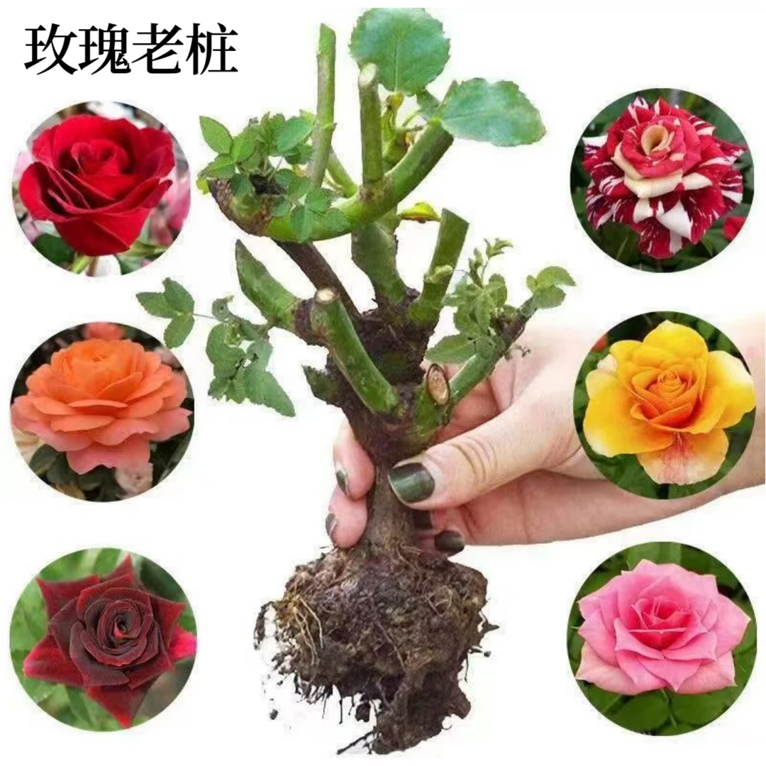 玫瑰老桩花苗月季花大花浓香花卉盆栽观花绿植室外阳台庭院四季种