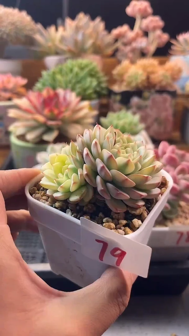 无花朵8.22-79姬莲锦1111111111111