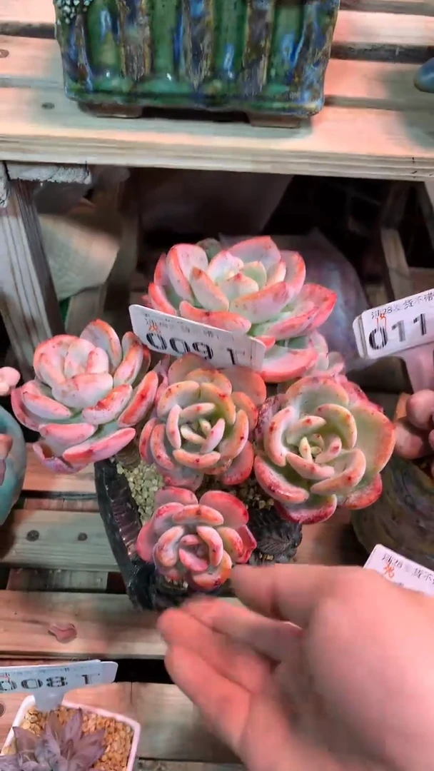 009TTT（满28发货）