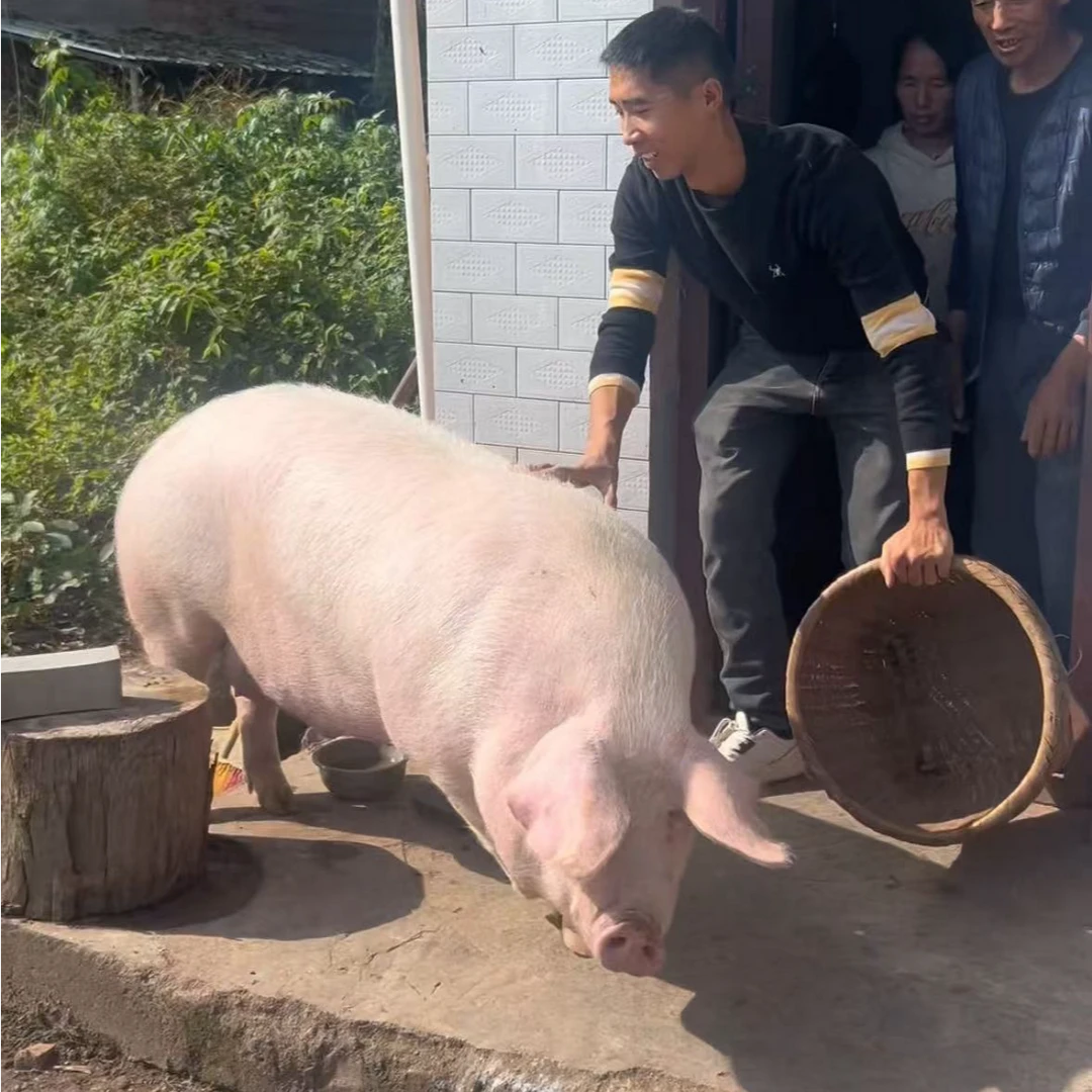 农家粮食猪肉现称现卖