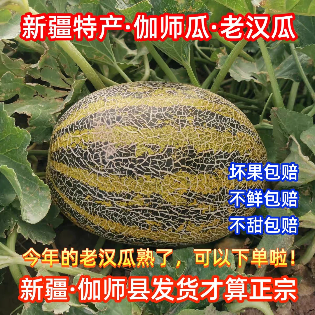 正宗新疆特产伽师老汉瓜香瓜柏谢克辛应季新鲜水果哈密瓜全国包邮