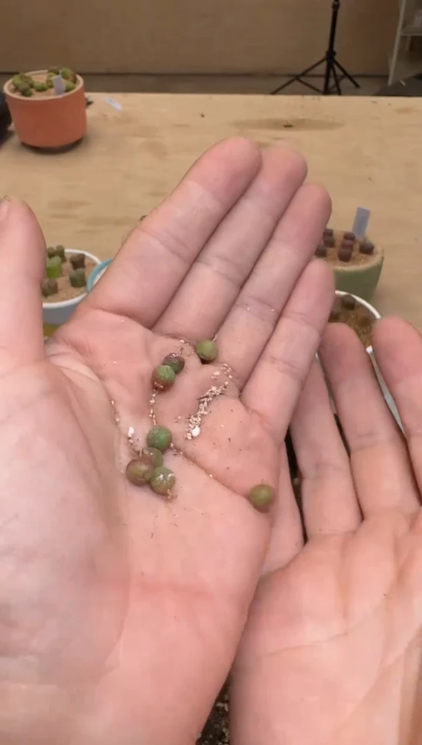 【闪购商品】1/24-184