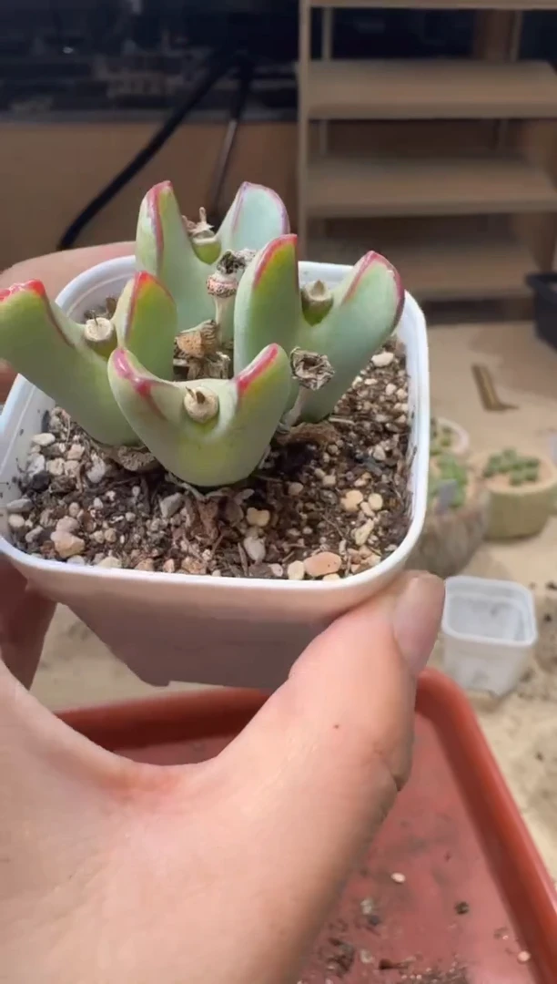 嵐****i18-474多肉植物肉锥
