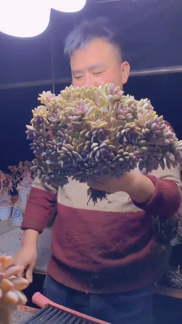 【闪购商品】缀化203