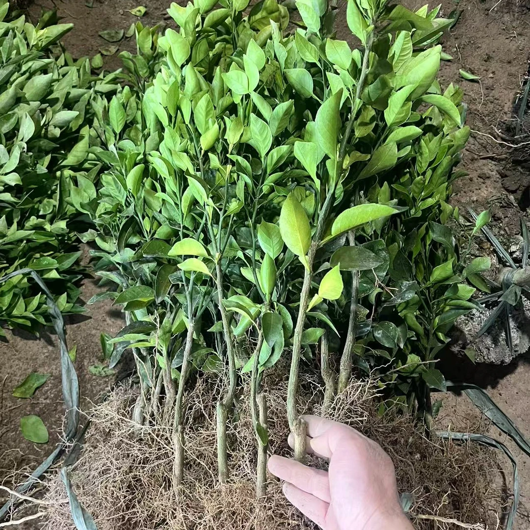 丑橘树苗丑桔树南北方橘子树不知火丑八怪小苗