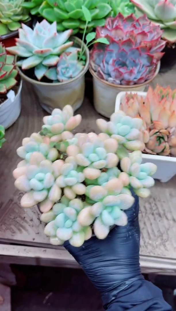 莹*10025多肉植物一物一拍