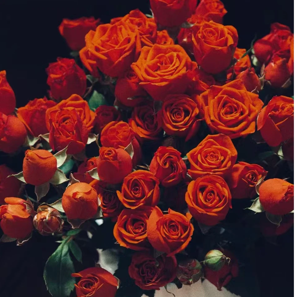 （A级 多头土与火）玫瑰云南基地直发生活鲜花