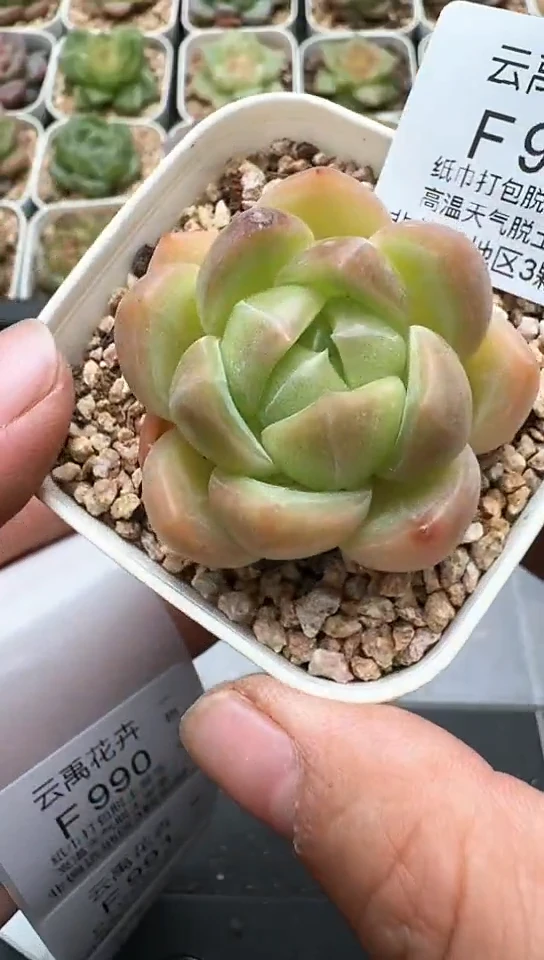 989F云禹多肉植物 默认脱土纸巾打包 3颗包邮