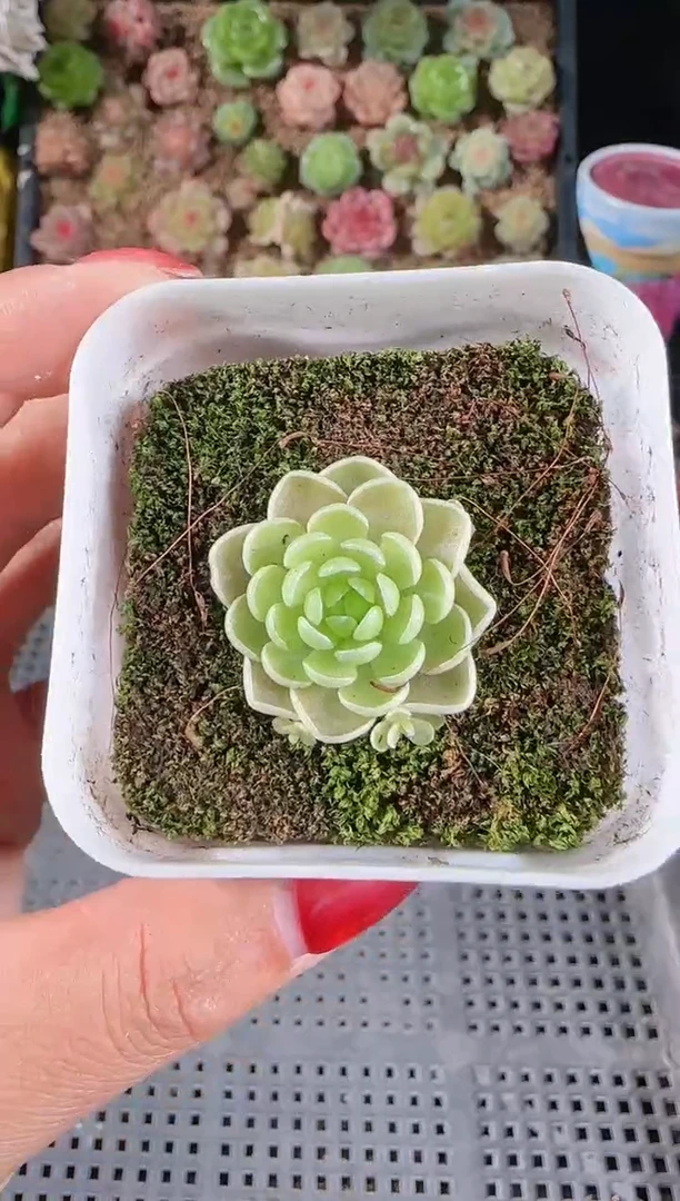 1116-294群生不包整