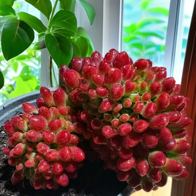 （满15包邮）春萌缀化脱土 多肉植物 以直播展示为准