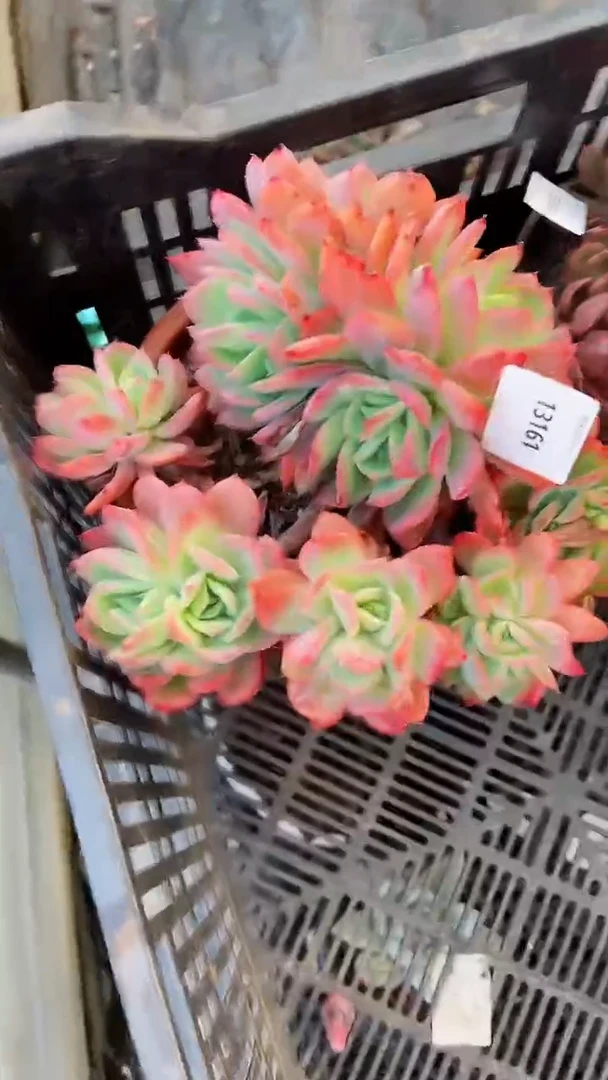 【闪购商品】13161