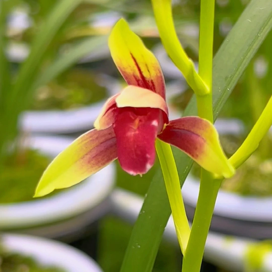 直播一物一拍 正品国兰 售后三个月 终身包对版