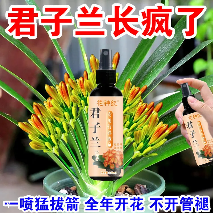 专治不开花】君子兰快速拔箭授粉专用营养液催箭促花防黄叶不对称