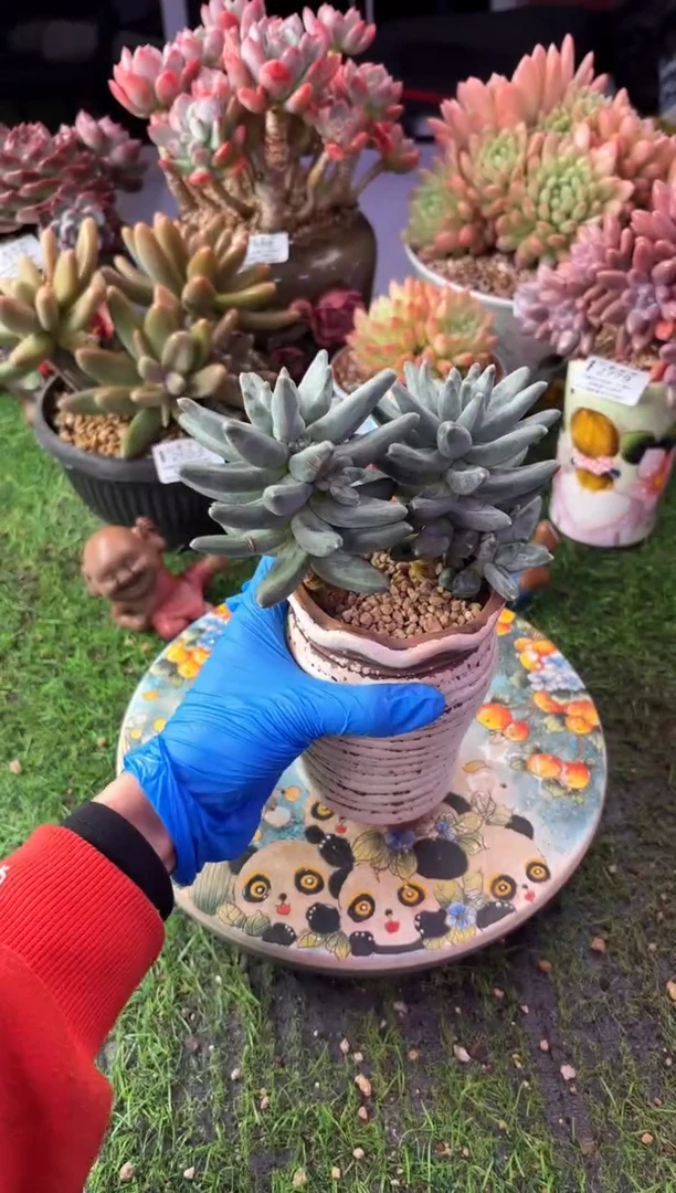 昆明印象多肉2828