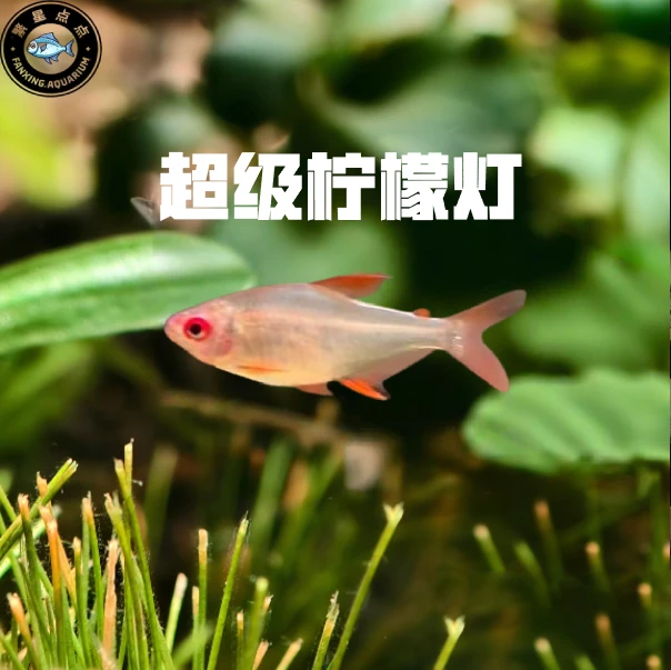 超级柠檬灯鱼 南美热带鱼草缸南美