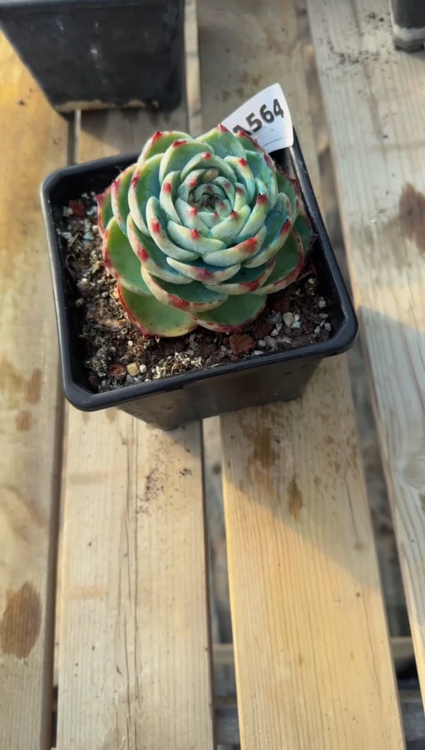 【闪购商品】A564惊鸿仙子（裸根发货）