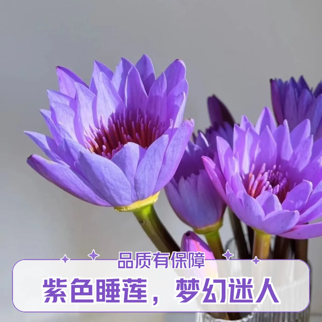 顺丰包邮直播福利紫色睡莲鲜切花广州基地直发新鲜带花苞睡莲花束