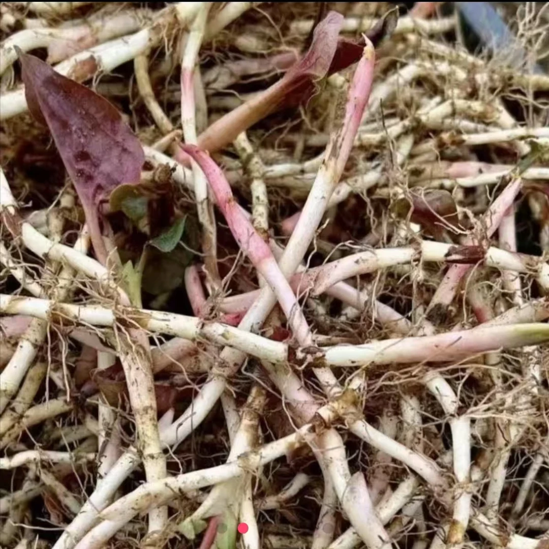 贵州三穗农村特色特产鱼腥草折耳根