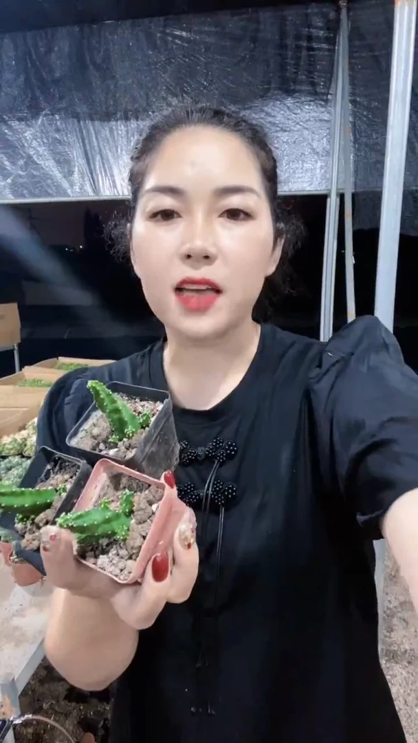 小红花水仙情郎仙人球