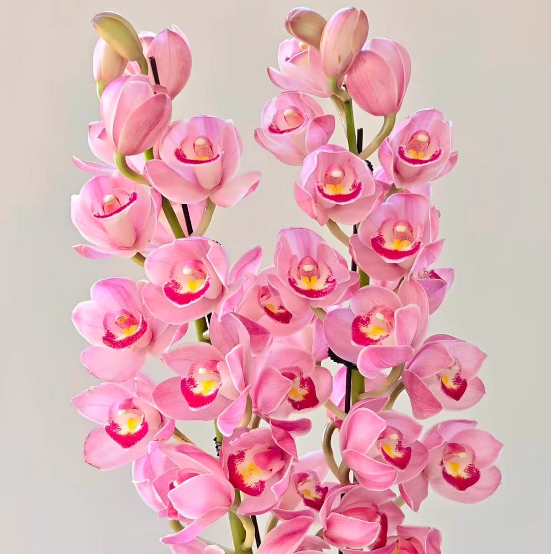 【樱花粉大花蕙兰】年宵花花期长耐养活云南发货