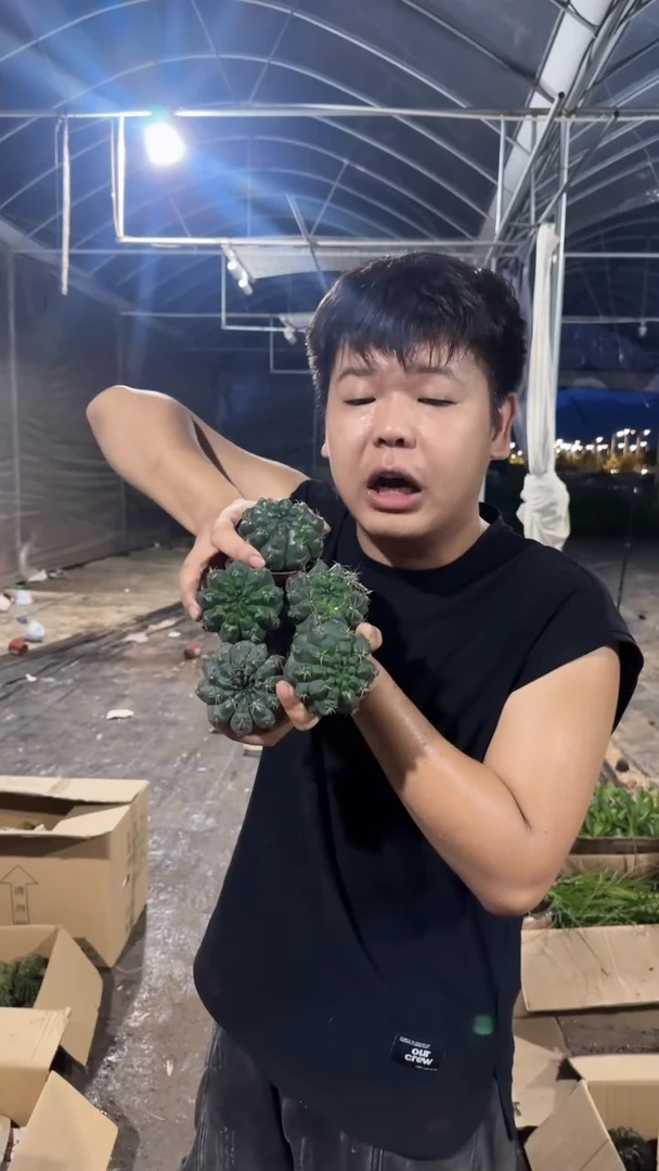 5颗 实生根 绯花玉 4-6cm