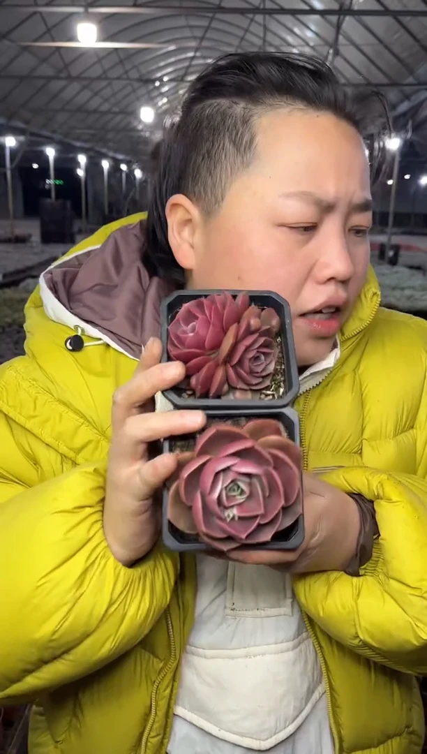 【闪购商品】62-红灯1单1多9.99带盆土