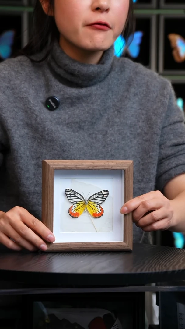 微瑕蝴蝶标本摆件一口价H230