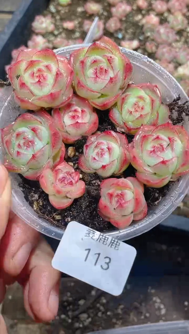 113勾月珍妮     量拍