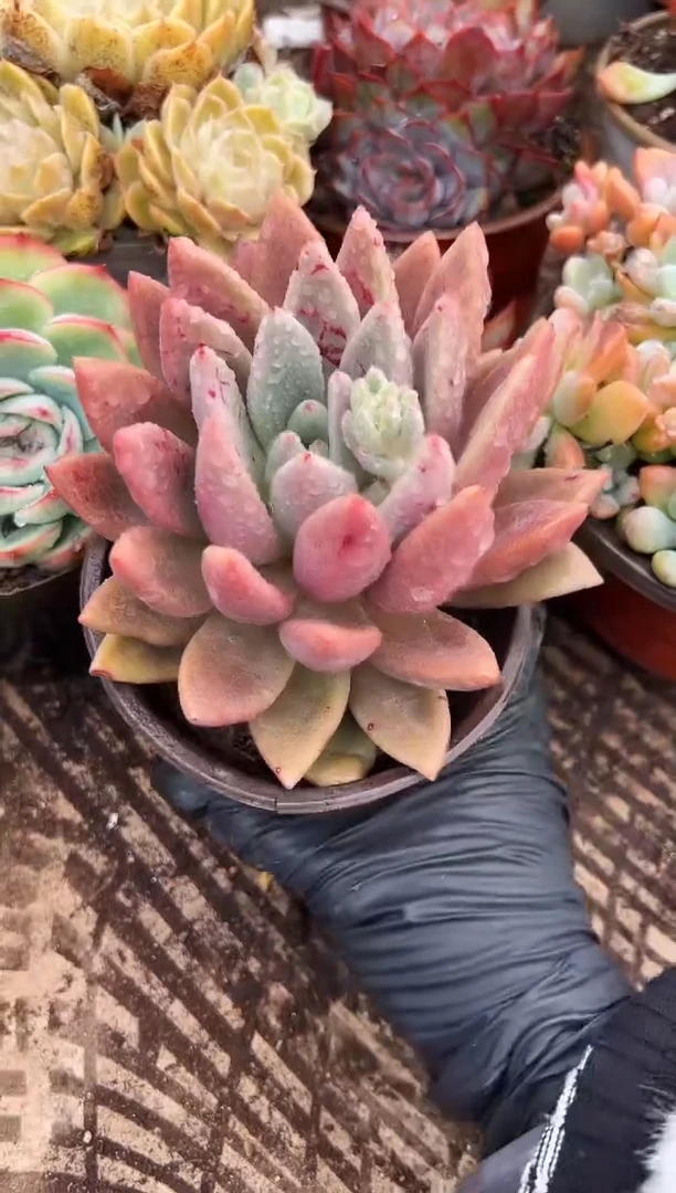 低****品多肉植物一物一拍18222