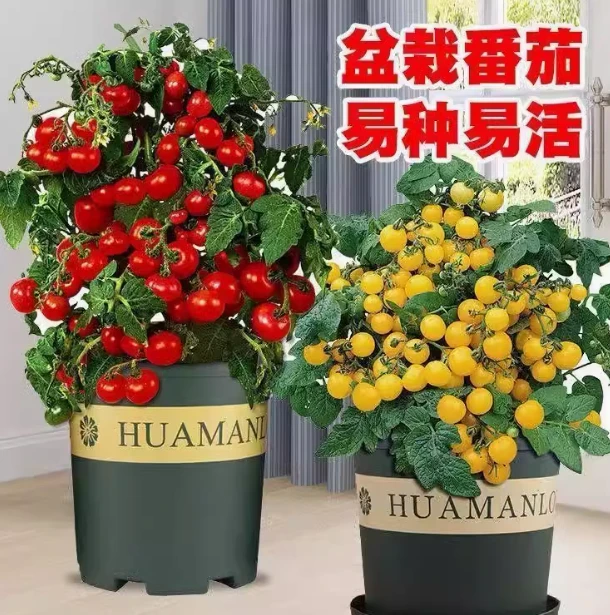 矮生番茄苗秧春季秋季菜苗蔬菜苗番茄圣女果苗种苗阳台盆栽四季